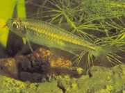 Micralestes humilis Афричка тетр�...