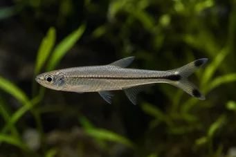 Micralestes humilis Афричка тетра са црвеним перајима