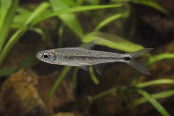 Micralestes occidentalis Вестерн Африцан Тетра