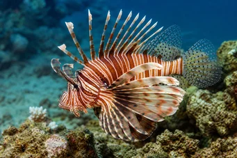 Milles de pterois Сцорпион Риба