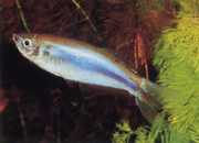 Mimagoniates microlepis Мале скале Тетра-Барберос