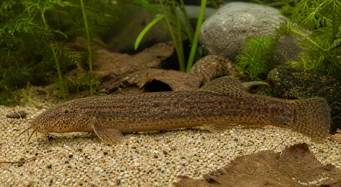 Misgurnus anguillicaudatus Мисгурнус ангуиллицаудатус