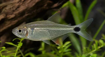 Moenkhausia oligolepis Моенкхаусиа са црвеним очима