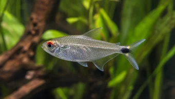 Moenkhausia sanctaefilomenae Моенкхаусиа са црвеним очима