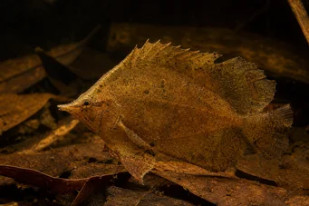 Monocirrhus polyacanthus Ватрогасац