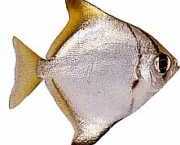 Monodactylus argenteus Моонска риба