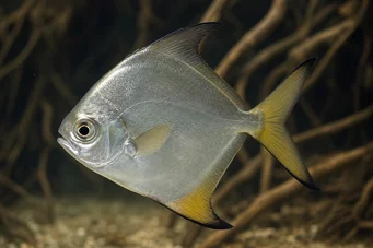 Monodactylus argenteus Моонска риба