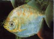 Myleus gurupyensis Милеус гурупиенсис