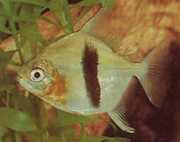 Myleus schomburgkii Сцхомбургк Милеус, Блацк Бар Милеус