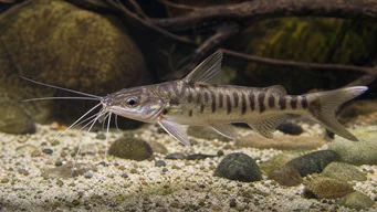 Mystus tengara Мистус Тенгара