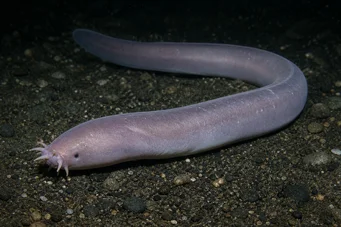 Myxine glutinosa Уобичајени микине