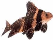 Myxocyprinus asiaticus sinensis МикоциПринус Асиаицус Синенсис