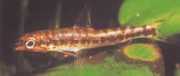 Nannocharax fasicatus Сеиболд Нанн�...