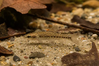 Nannocharax parvus (Велики стрип нанноцхарак)