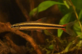 Nannostomus beckfordi (Оловка)