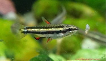 Nannostomus marginatus Патуљасти ол�...