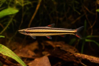 Nannostomus marginatus (Патуљасти оловка риба)