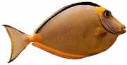 Naso lituratus Насал наранџ�...