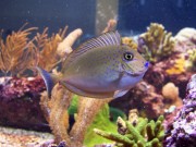 Naso Lopezi Витак насо