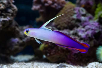 Nemateleotris decora (Немателеотрис децора)
