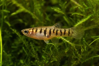 Neohaterandria elegans (Елегантна Хетерандриа)