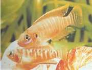 Neolamprologus brevis Бревис