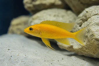 Neolamprologus leleupi (Цицхлид лимун)