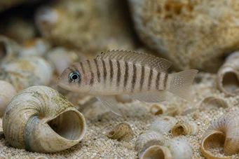 Neolamprologus multifasciatus (Пругасти лампрологус)