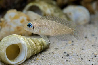 Neolamprologus ocellatus (Оцеллатус)
