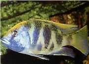 Nimbochromis venustus Венустус, пау...