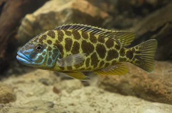 Nimbochromis venustus (Венустус, паун навлаке)