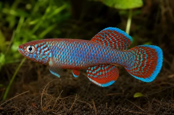 Nothobranchius rachovii