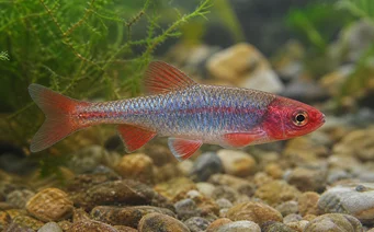 Notropis lutrensis