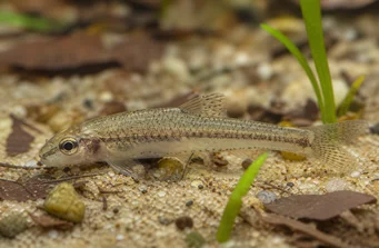 Odontocharacidium aphanes Одонтохарацидиум афане