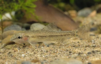 Odontocharacidium sp. aff. aphanes Греен Дварф Тетрагер
