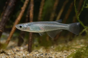 Oryzias melastigma Килли оф Јава