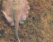 Paratrygon orbicularis Орбикуларну �...