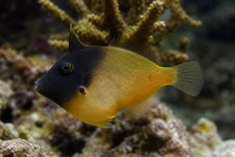 Pervagor melanocephalus (Риба од реп-репа)