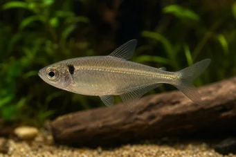 Phenacogaster pectinatus (Пецтинатус, Голден Банд Тетра)