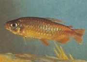 Phenacogrammus deheyni Тетра ду цонг...