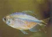 Phenacogrammus sp. Congo... Тетра ду Цонг...