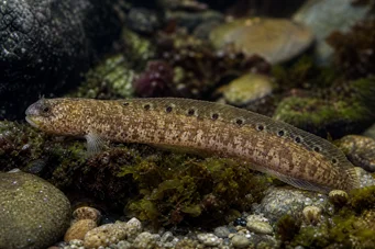 Pholis gunnellus (Гооннел)