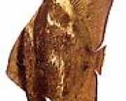 Platax orbicularis Орбикуларну �...