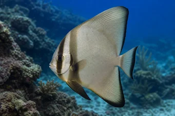 Platax orbicularis (Орбикуларну рибу шишмиша)