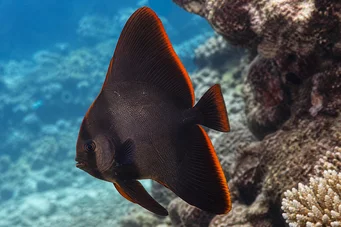 Platax pinnatus