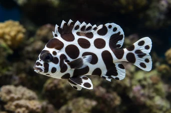 Plectorhinchus chaetodonoides (АРЛЕКУИН ДИАГРАМ ФИСХ)