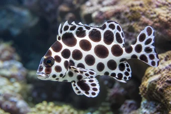 Plectorhynchus chaetodonoides Гатерин Арлекуин