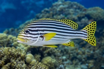 Plectorhynchus orientalis Оријентални гамарин