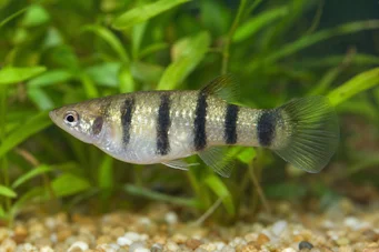 Poecilia nigrofasciata (Блацк Раи Поецилиа)