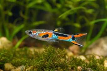 Poecilia sp.endler (Залудан)